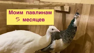 Содержание павлинов , как подросли мои красавцы