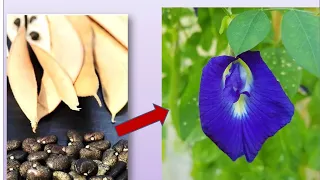 How to grow butterfly pea flower from seeds