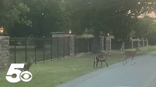 Sheep traveling with herd of deer