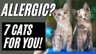 7 Best Hypoallergenic Cat Breeds - Cat Breeds for Allergies (Devon Rex, Sphynx)
