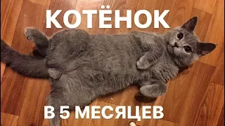 Чем кормить КОТЁНКА в 5 месяцев? Уход.