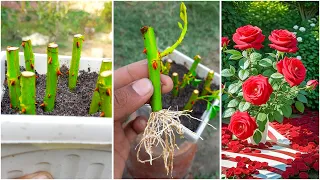 Easy way to grow rose from cutting, How to grow rose plant from cutting with English subtitles