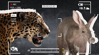Terrifying Night Cam footage of Leopards Preying on Aardvark