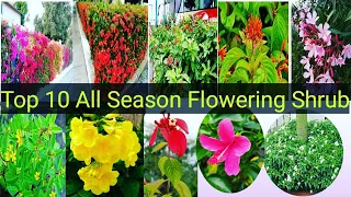 Top 10 flowering shrubs/plants used in the landscape. Top perennial flowering plant.