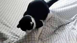 Making The Bed With Cats: Mission Impossible