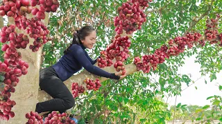 Harvesting Figs Fruit and goes to the market sell - 275 days harvest | Emma Daily Life