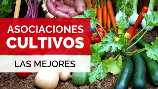 Las MEJORES ASOCIACIONES de CULTIVOS