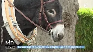 ANIMAUX & NATURE : Dans le Lot-et-Garonne, l'âne est un "ouvrier agricole"