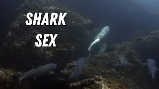 Mating White Tip Sharks in Cocos Island (4K)