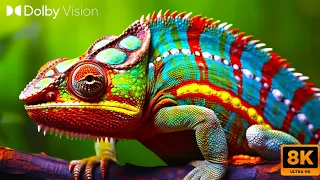 Chameleon Nature 8K Ultra HDR Dolby Vision Panther Chameleon Animals Collection Wildlife