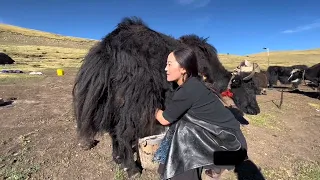 Unseen Life of Pastoral Land | Life of Shepherd