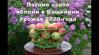 Летние сорта яблони в Башкирии. Под музыку  Sia - Soon We'll Be Found