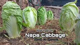 How to Grow Napa Cabbage grow as fast as blow /Growing Chinese Cabbage from Seeds to Harvest at home