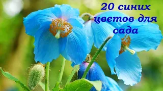 20 сине-голубых цветов для сада