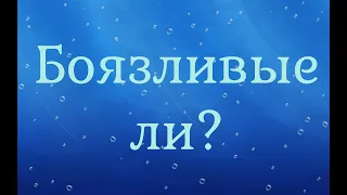 Боязливые ли?