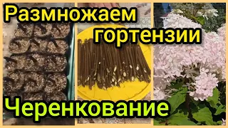 Черенкование Гортензий весной.🌱Очень простой способ.Мой эксперимент.