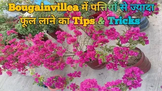 Bougainvillea Care Tips! Bougainvillea flowering tips! Bougainvillea plant care!!