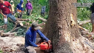 Don't want to fall!! the process of felling the trembesi tree for a quarter of a century.