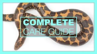 Complete Kenyan Sand Boa Care & Setup Guide