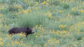 Wildlife Photography-Grizzly 610 /cubs Morning Stroll-Jackson Hole/Grand Teton Park/Yellowstone Park