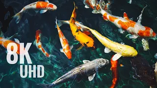 Most Beautiful  Fish In The World 8K HDR 120FPS ( FUHD)