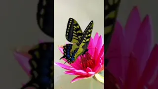 Beautiful Butterflies - Relaxing Music for Sleep, Healing, Work, Study 🌞 #relaxingmusic #shorts #spa