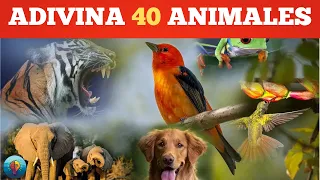 Adivina 40 Animales en 5 Segundos 🦁🐼🐵 | PlayQuiz 2024