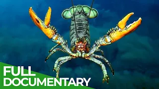 Lobsters - Noble Knights of the Ocean | Free Documentary Nature