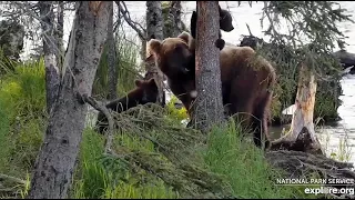 21 Jul 2023: 26 Calls Her Cubs Down (explore.org)