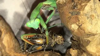 Giant Rain Forest Mantis Feeding ( Hierodula Majuscula )