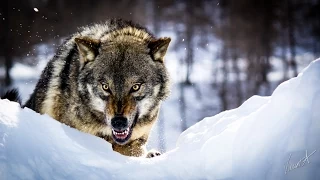 Wolf Hunting Dardamty