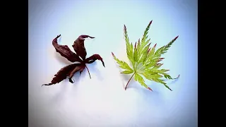 Japanese maples, in hot conditions are Acer leaves being damaged by sunlight or heat?