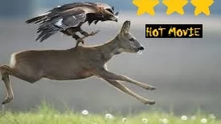 Collection Best Eagles Attack-MOST AMAZING EAGLES ATTACK EVER CAUGHT ON VIDEO - Eagle Kills