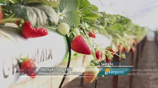 Frutillas todo el año: cultivo en sustrato y en altura