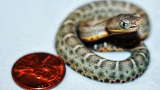 TINY baby RATTLESNAKE unboxing.