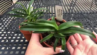 ОРХИДЕЯ САРКОХИЛУС! Обзор и немного об уходе.И мой урожай 😃Sarcochilus orchid.