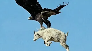 Best Eagle attack on Child Goat (Reality of nature Video = 26 )