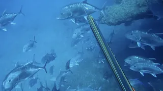 Spearfishing Oahu - TWBHI