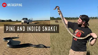 Finding a 6ft Pine Snake and MASSIVE Eastern Indigo Snake in South Georgia! Late Fall Herping