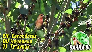 Carpodacus erythrinus. Таджикиский Чечевица. Тутхурак