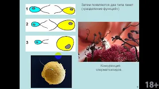 Вячеслав Дубынин Лекция 6  Мозг  любовь, секс, привязанность Мозг и потребности человека