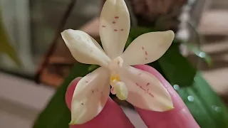 Цветение Орхидей в Августе