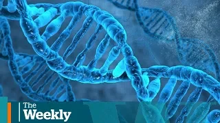 Can DNA from genealogy sites solve murder cases?