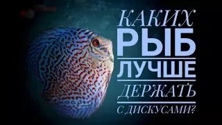 Дискусы. Каких рыб лучше держать с дискусами? Идеальный состав. Видео о коллекции.