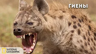 Ночные охотники. Банды гиен | Документальный фильм National Geographic