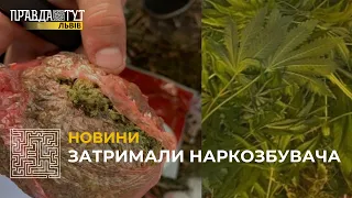 У Львові спіймали наркозбувача, який вирощував вдома кущі елітних сортів коноплі