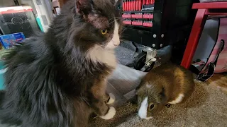 Guinea Pig faces off with Cat