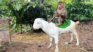 Cutis Aboriginal Takes Goats Back Primitive Times