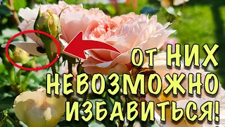 КТО ест ЛЕПЕСТКИ у РОЗ? ВРЕДИТЕЛИ, от которых НЕВОЗМОЖНО избавиться!