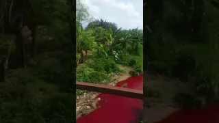 Koforidua river mysteriously turns Biblical Blood Red